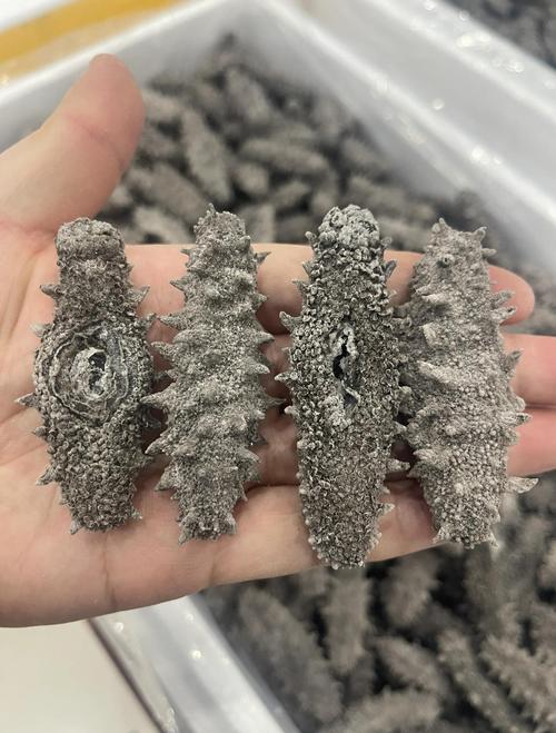 长条海参是什么品种？-第1张图片-宁夏农业信息网