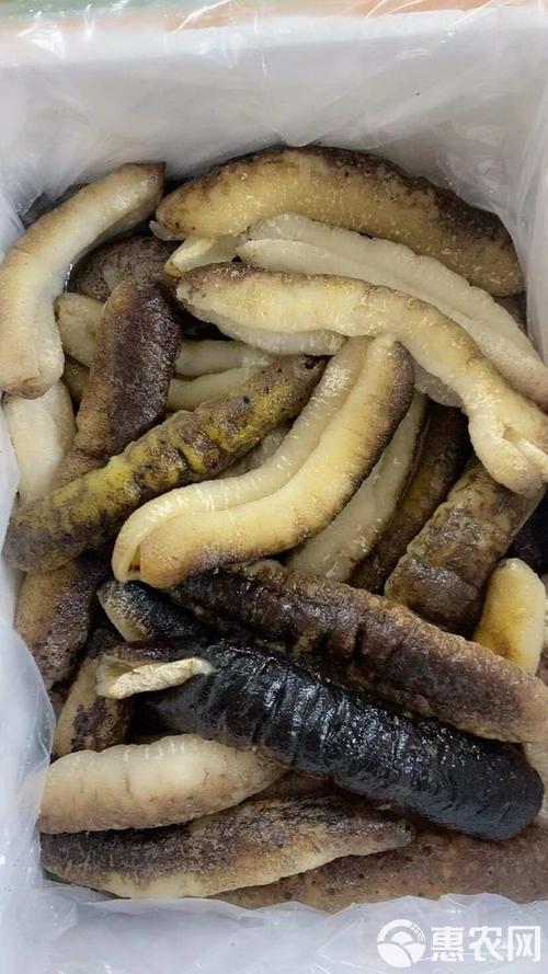 长条海参是什么品种？-第2张图片-宁夏农业信息网