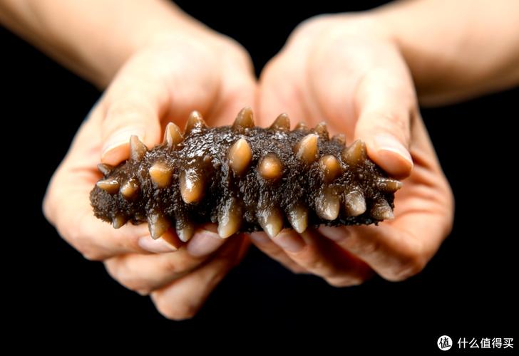 长条海参是什么品种？-第3张图片-宁夏农业信息网