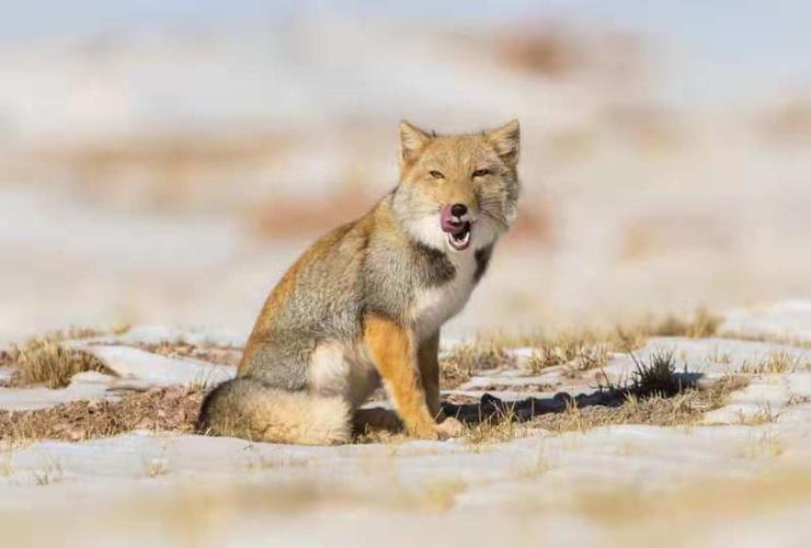 中国最有名的狐狸品种是哪种？-第2张图片-宁夏农业信息网