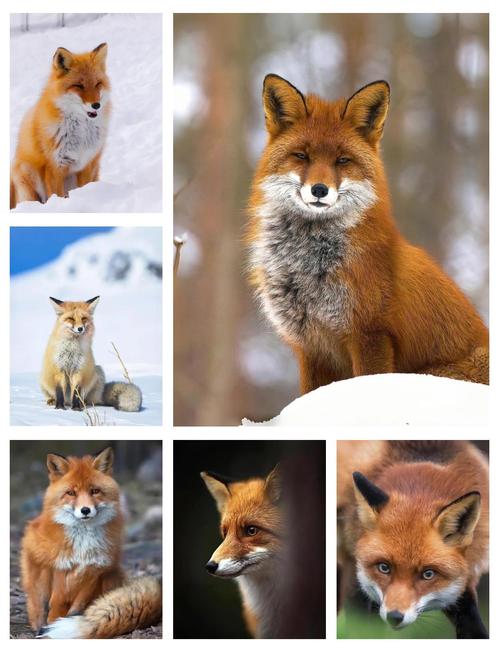 中国最有名的狐狸品种是哪种？-第1张图片-宁夏农业信息网