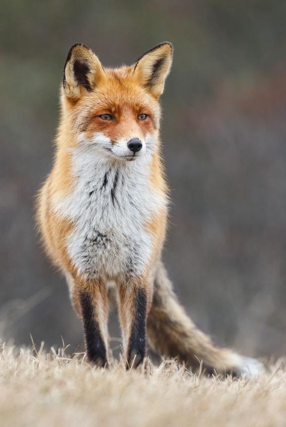 中国最有名的狐狸品种是哪种？-第3张图片-宁夏农业信息网