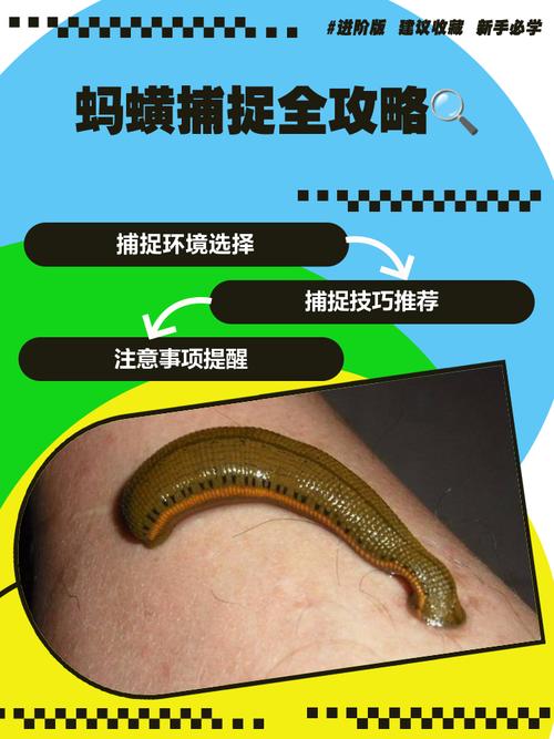 如何高效提高水蛭繁殖率?-第1张图片-宁夏农业信息网 如何高效提高水蛭繁殖率?-第1张图片-宁夏农业信息网