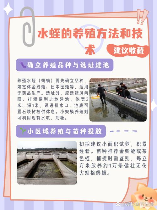 如何高效提高水蛭繁殖率?-第3张图片-宁夏农业信息网 如何高效提高水蛭繁殖率?-第3张图片-宁夏农业信息网