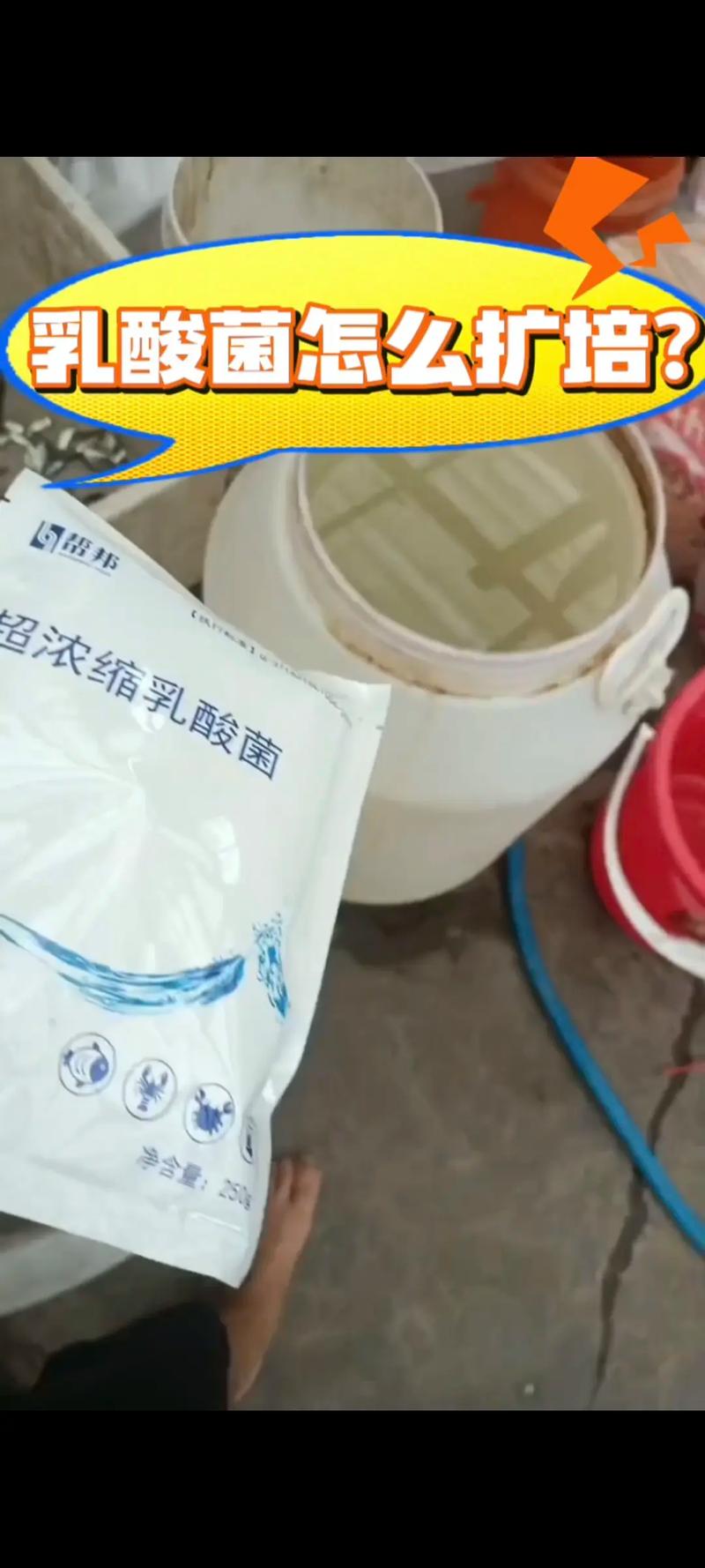 水产养殖乳酸菌扩培如何高效操作?-第2张图片-宁夏农业信息网 水产养殖乳酸菌扩培如何高效操作?-第2张图片-宁夏农业信息网