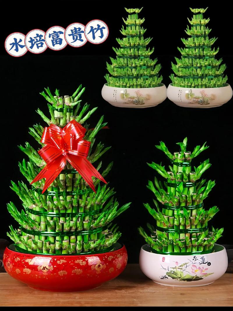 边富贵竹怎么养才好?-第1张图片-宁夏农业信息网 边富贵竹怎么养才好?-第1张图片-宁夏农业信息网