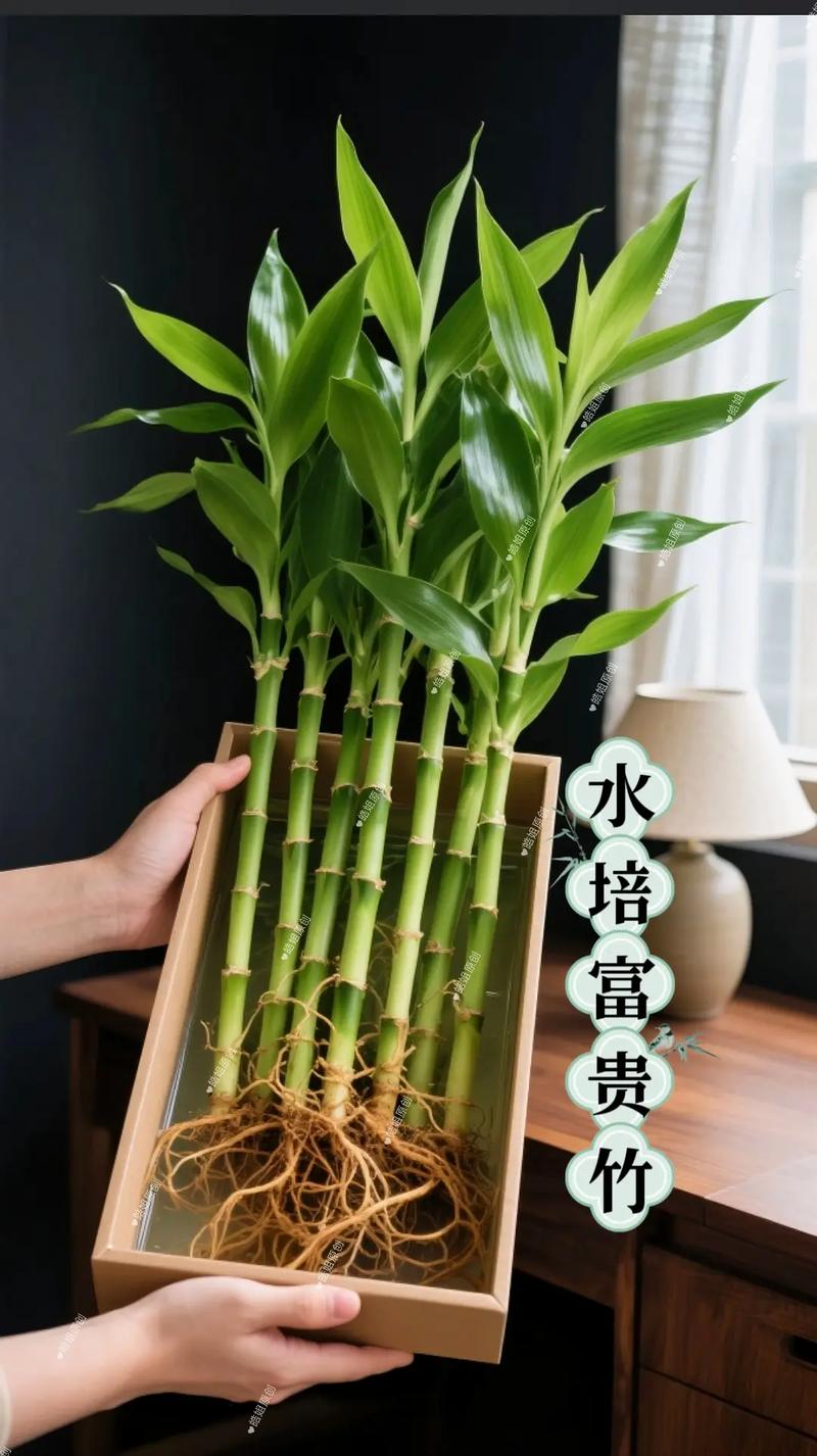 边富贵竹怎么养才好?-第3张图片-宁夏农业信息网 边富贵竹怎么养才好?-第3张图片-宁夏农业信息网