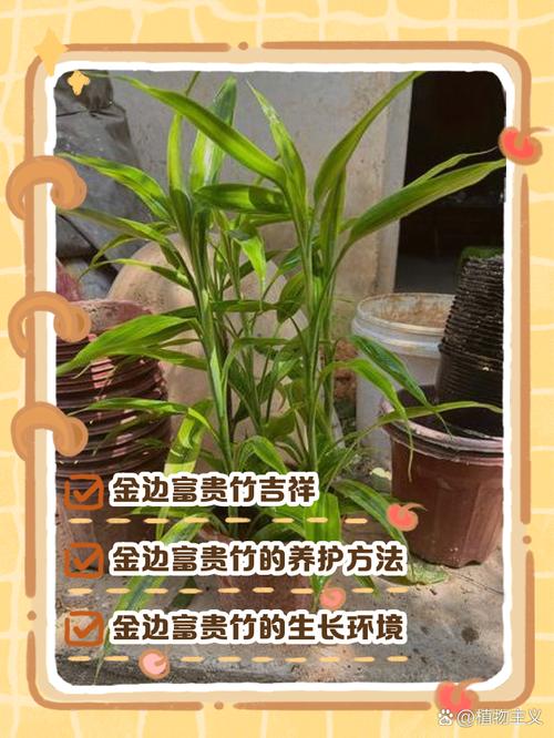 边富贵竹怎么养才好?-第2张图片-宁夏农业信息网 边富贵竹怎么养才好?-第2张图片-宁夏农业信息网