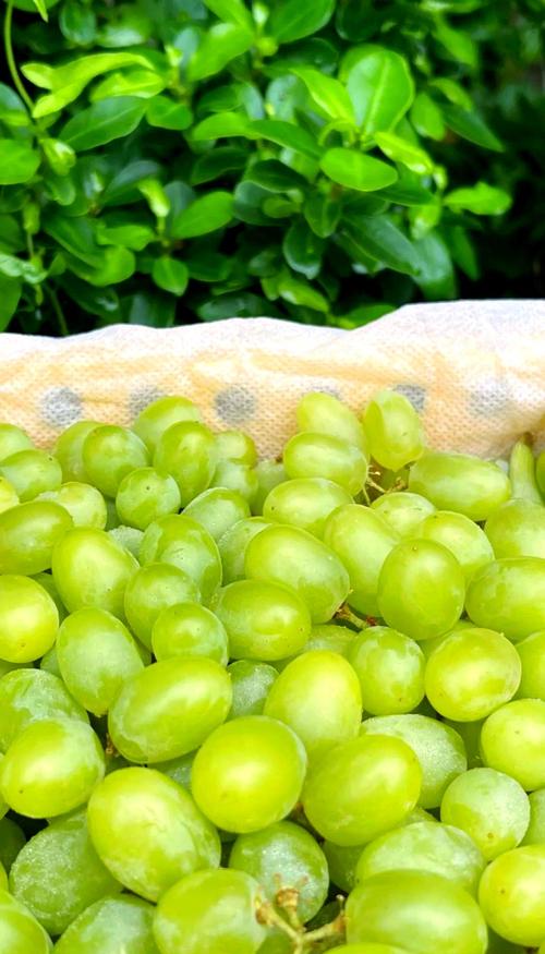 无核白葡萄品种有哪些?-第2张图片-宁夏农业信息网 无核白葡萄品种有哪些?-第2张图片-宁夏农业信息网