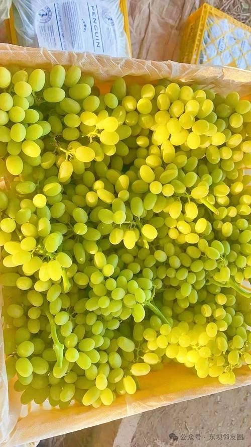 无核白葡萄品种有哪些?-第3张图片-宁夏农业信息网 无核白葡萄品种有哪些?-第3张图片-宁夏农业信息网