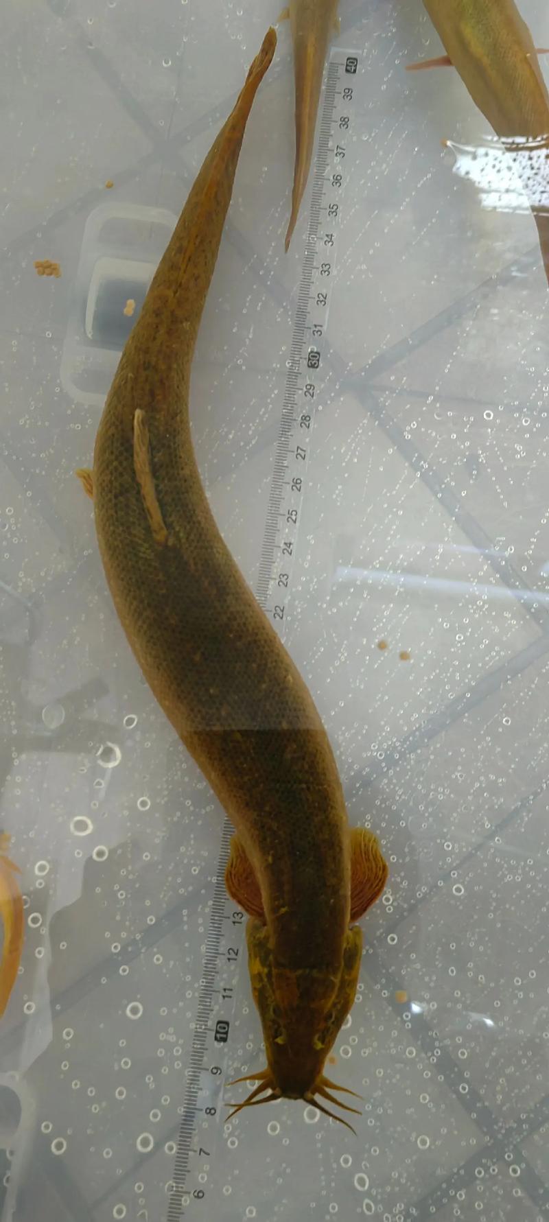 泥鳅养殖最常见品种是哪种？-第2张图片-宁夏农业信息网