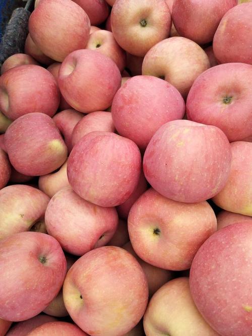 河北适合种哪些苹果品种？-第1张图片-宁夏农业信息网