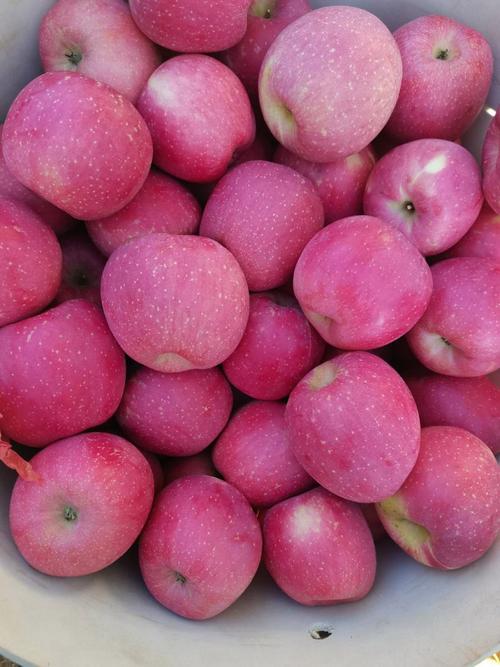 河北适合种哪些苹果品种？-第2张图片-宁夏农业信息网