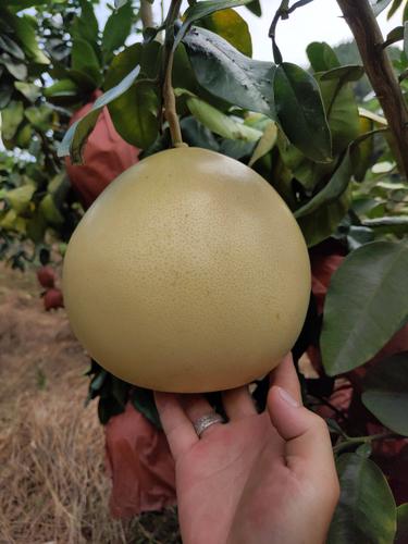 特早熟柚子品种有哪些?-第2张图片-宁夏农业信息网 特早熟柚子品种有哪些?-第2张图片-宁夏农业信息网