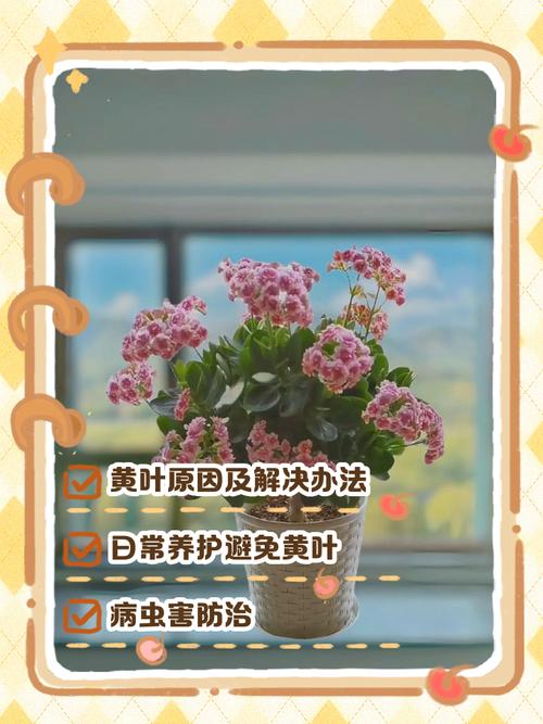 长寿花黄叶怎么办?解决方法有哪些?-第1张图片-宁夏农业信息网 长寿花黄叶怎么办?解决方法有哪些?-第1张图片-宁夏农业信息网