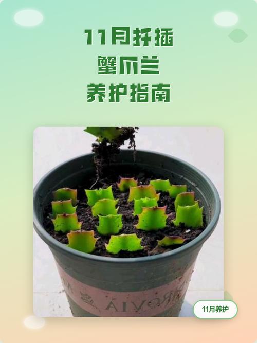 蟹爪兰扦插后如何养护？-第1张图片-宁夏农业信息网