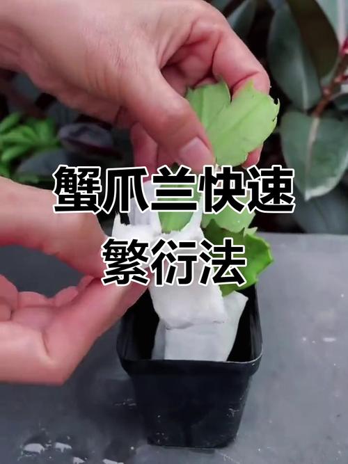 蟹爪兰扦插后如何养护？-第2张图片-宁夏农业信息网