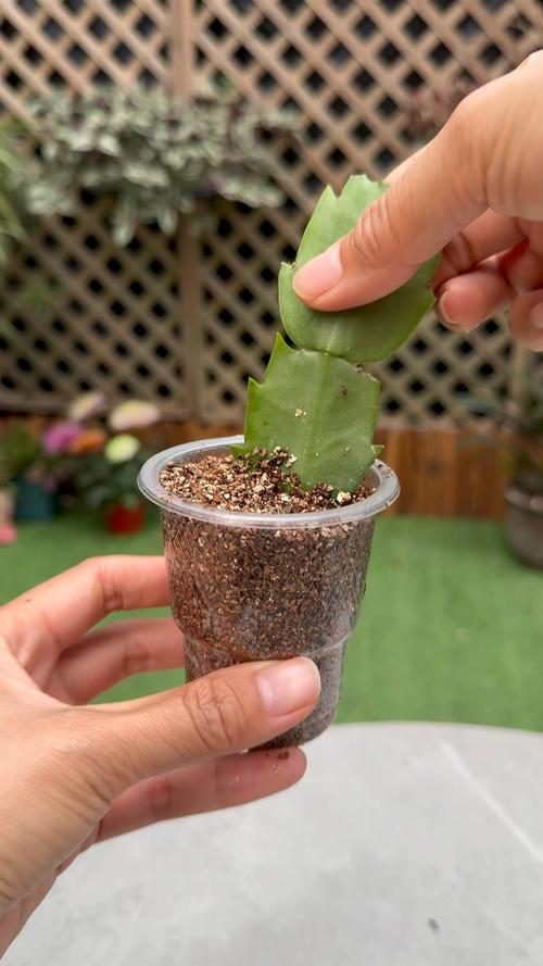 蟹爪兰扦插后如何养护？-第3张图片-宁夏农业信息网