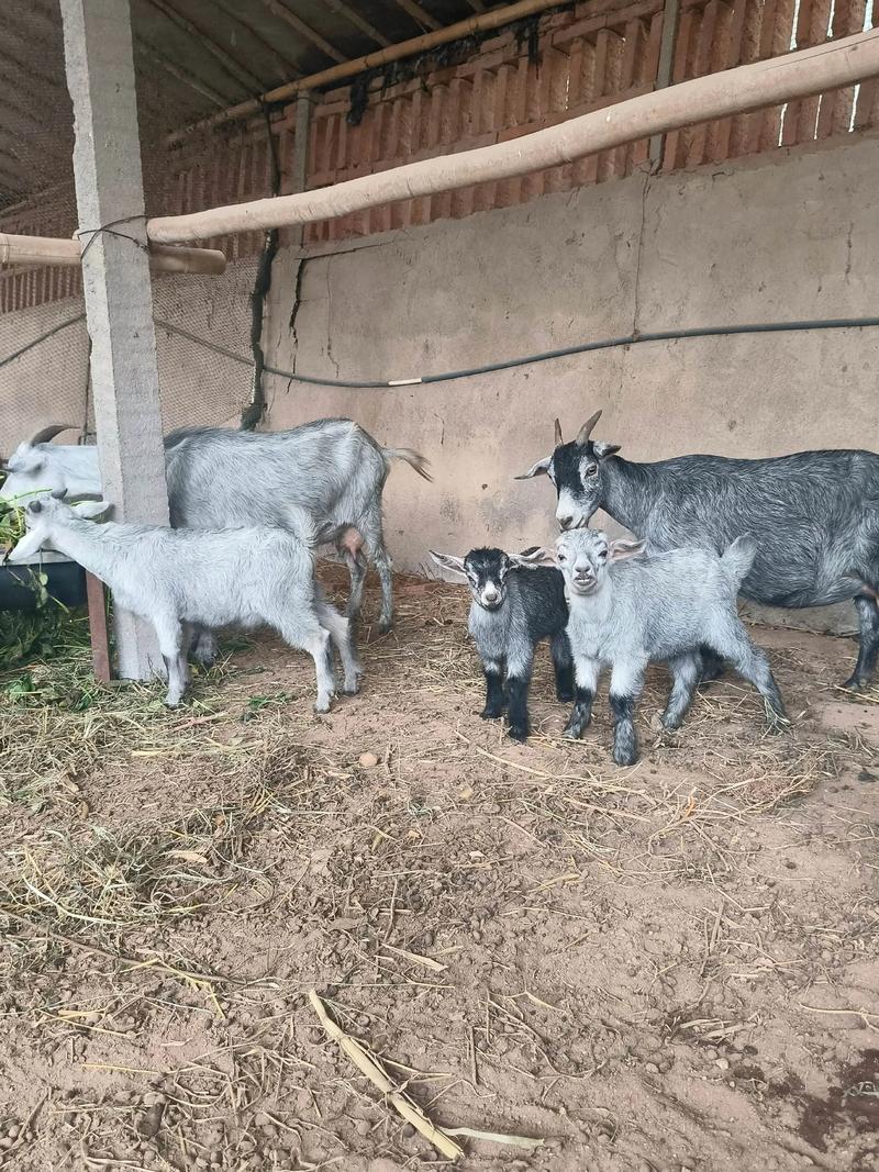 什么品种羊行情最好？-第2张图片-宁夏农业信息网