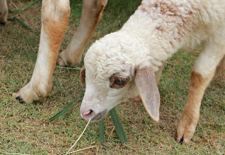 如何提高波尔山羊产羔数？-第2张图片-宁夏农业信息网