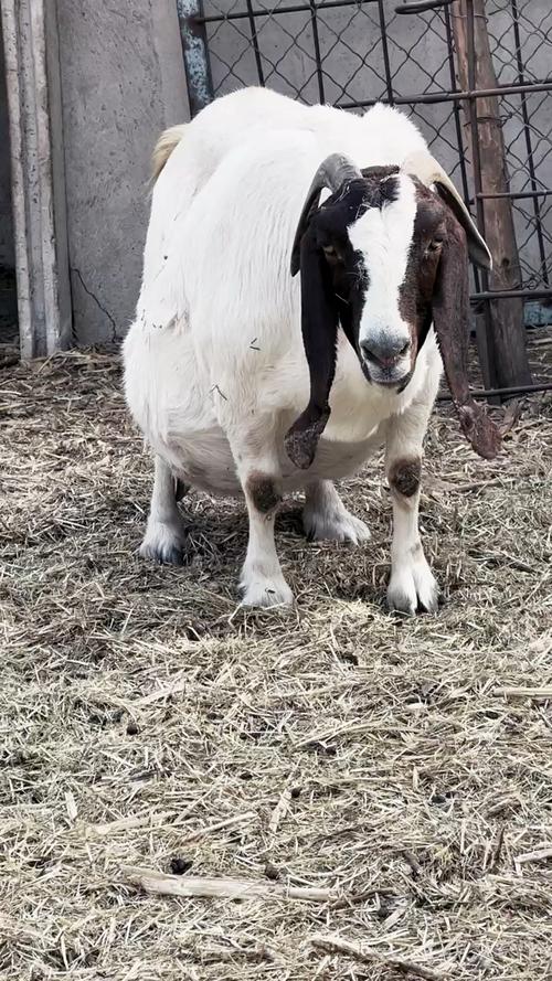 如何提高波尔山羊产羔数？-第1张图片-宁夏农业信息网