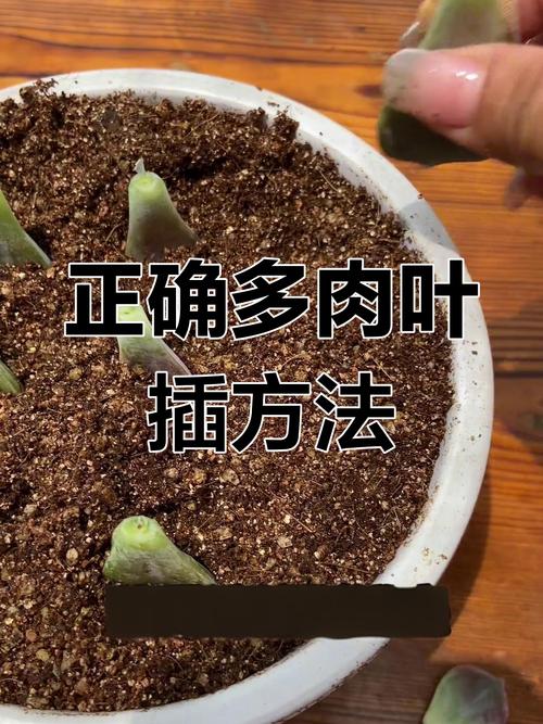 大叶多肉繁殖方法有哪些？-第1张图片-宁夏农业信息网