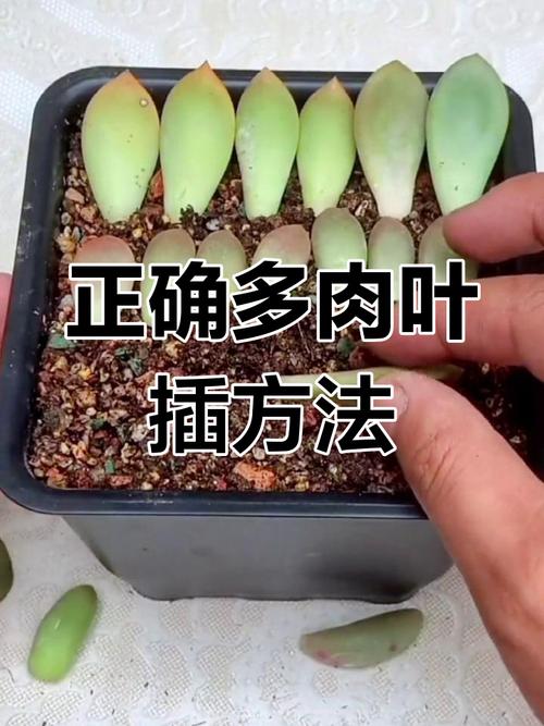 大叶多肉繁殖方法有哪些？-第2张图片-宁夏农业信息网