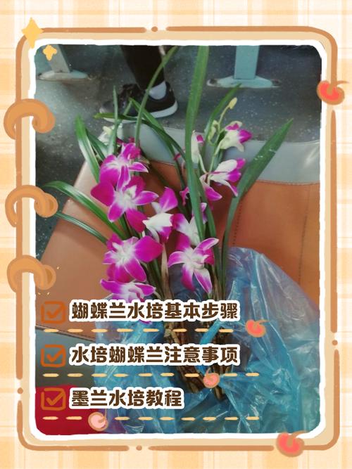 如何培育兰花新品种？-第1张图片-宁夏农业信息网