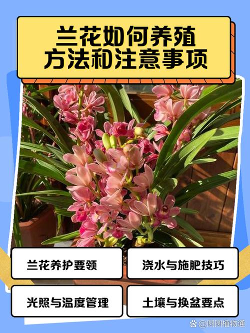 如何培育兰花新品种？-第2张图片-宁夏农业信息网