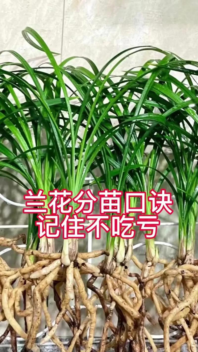 如何培育兰花新品种？-第3张图片-宁夏农业信息网