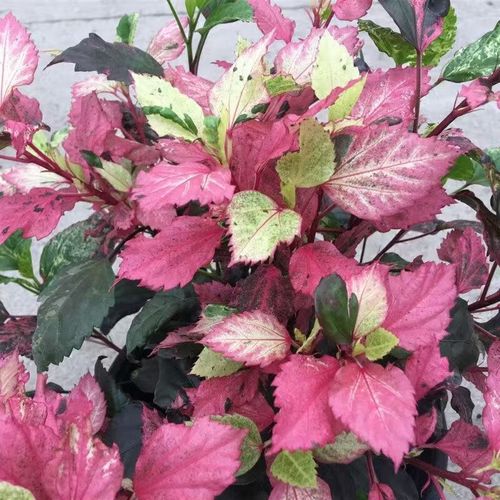 扶桑花翻盆后如何养护?-第1张图片-宁夏农业信息网 扶桑花翻盆后如何养护?-第1张图片-宁夏农业信息网