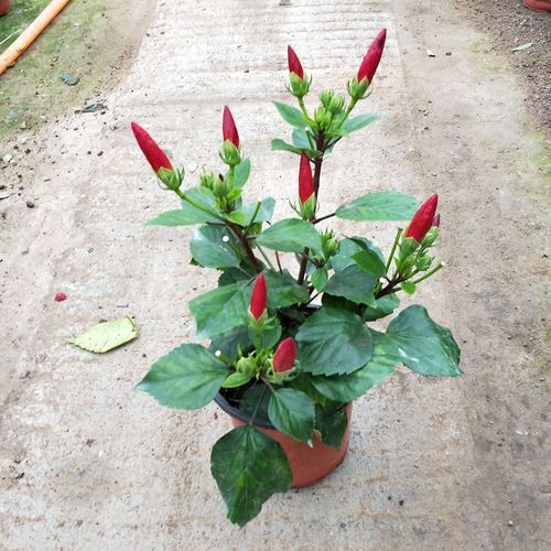 扶桑花翻盆后如何养护？-第2张图片-宁夏农业信息网