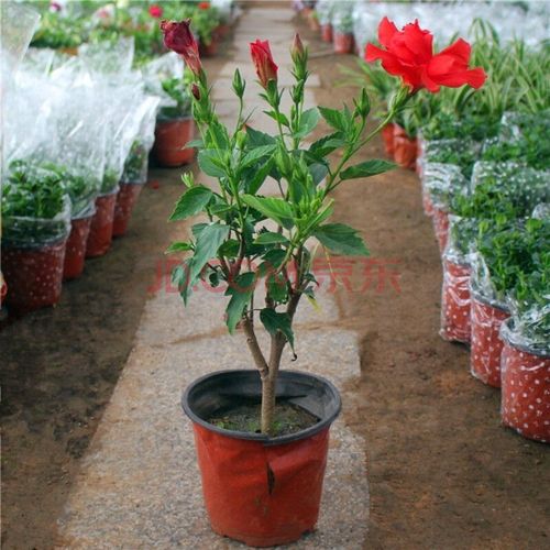 扶桑花翻盆后如何养护?-第3张图片-宁夏农业信息网 扶桑花翻盆后如何养护?-第3张图片-宁夏农业信息网