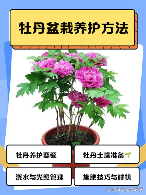 牡丹芙蓉花怎么养才好？-第1张图片-宁夏农业信息网
