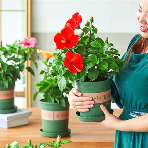 牡丹芙蓉花怎么养才好？-第2张图片-宁夏农业信息网