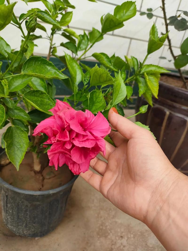 牡丹芙蓉花怎么养才好？-第3张图片-宁夏农业信息网