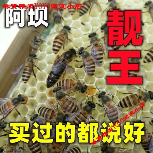 中蜂选什么品种的蜂王好？-第2张图片-宁夏农业信息网