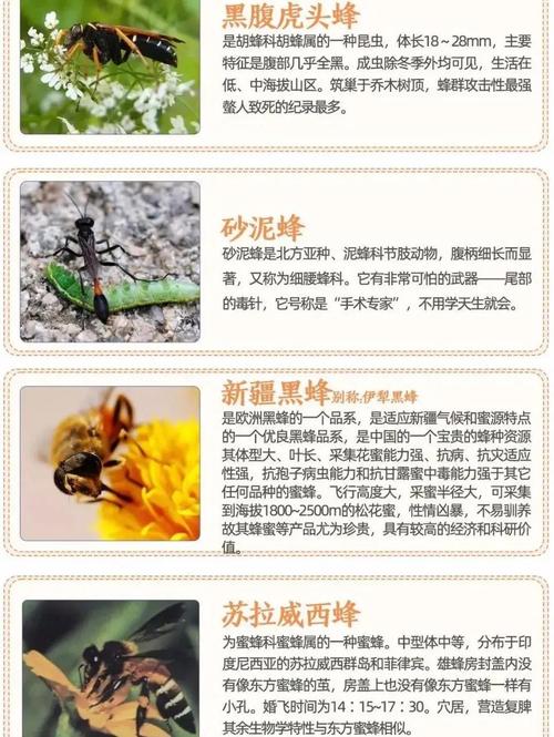 中蜂选什么品种的蜂王好？-第1张图片-宁夏农业信息网