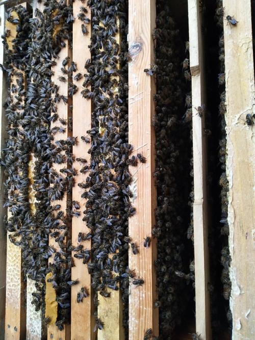 中蜂选什么品种的蜂王好？-第3张图片-宁夏农业信息网