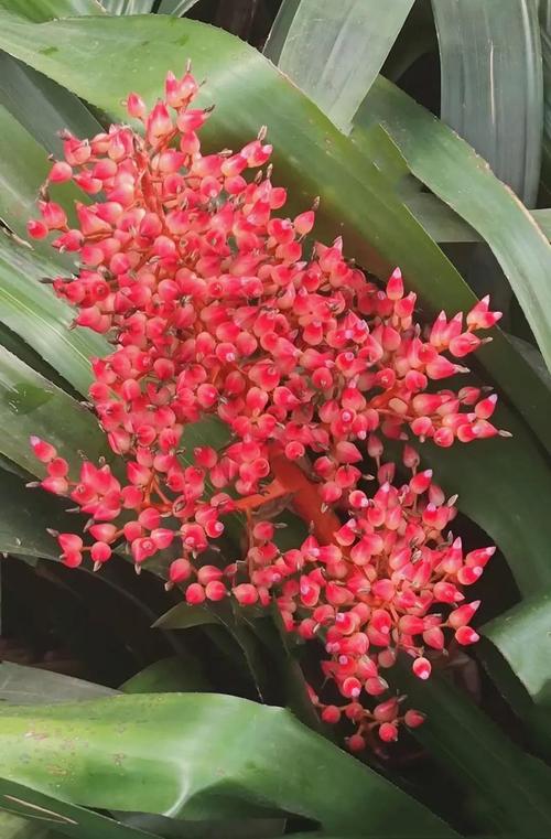 红色花品种有哪些？-第1张图片-宁夏农业信息网