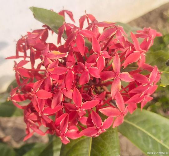 红色花品种有哪些？-第3张图片-宁夏农业信息网