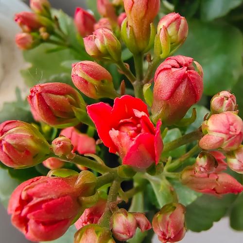 红色花品种有哪些？-第2张图片-宁夏农业信息网