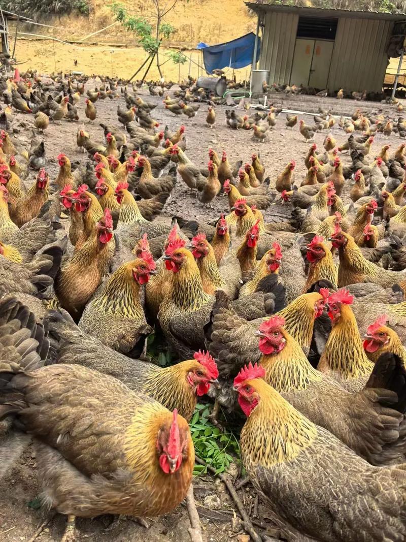 广东散养鸡哪个品种更优？-第2张图片-宁夏农业信息网