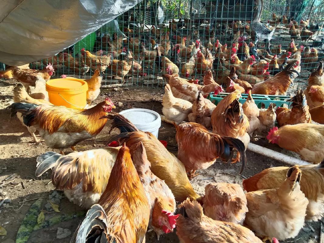 广东散养鸡哪个品种更优？-第1张图片-宁夏农业信息网