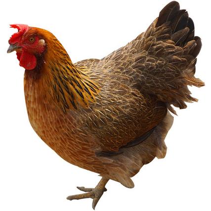 广东散养鸡哪个品种更优？-第3张图片-宁夏农业信息网