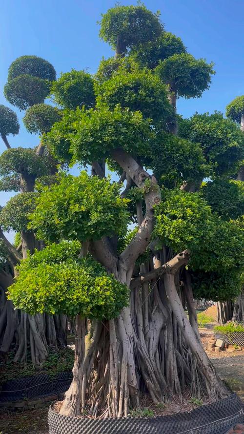 小榕树有哪些常见品种？-第1张图片-宁夏农业信息网