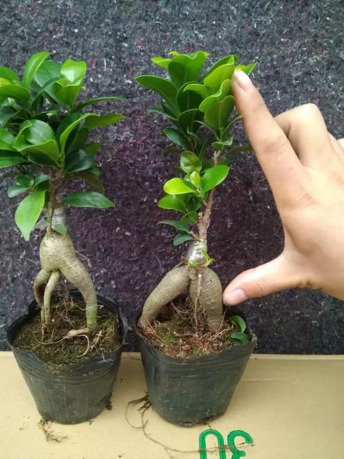 小榕树有哪些常见品种？-第2张图片-宁夏农业信息网