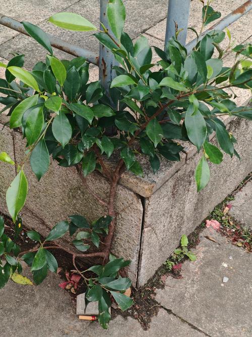 小榕树有哪些常见品种？-第3张图片-宁夏农业信息网