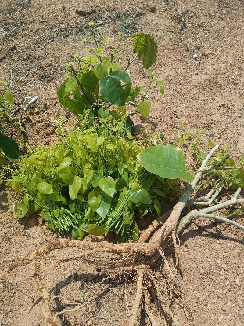 辣木树怎么种？视频教你轻松上手！-第2张图片-宁夏农业信息网