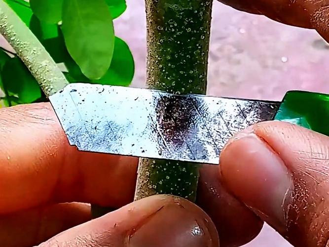 辣木树怎么种？视频教你轻松上手！-第1张图片-宁夏农业信息网